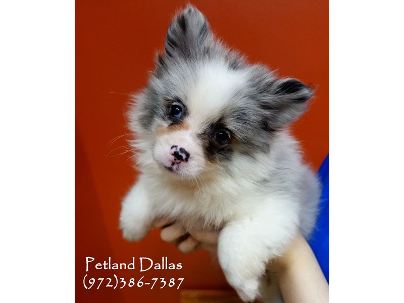 Pomeranian-DOG-Male-Blue Merle & White-2744523-Petland Dallas, TX