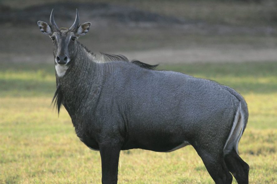 Nilgai